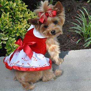 Candy Cane Doggy Dress